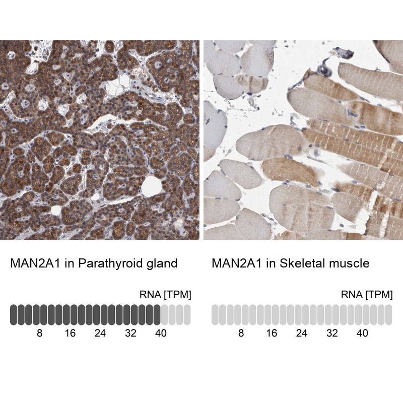 Atlas Antibodies Anti-MAN2A1 Antibody