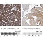 Atlas Antibodies Anti-MAN2A1 Antibody