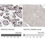 Atlas Antibodies Anti-MAN1A2 Antibody