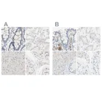 Atlas Antibodies Anti-MANEA Antibody