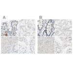 Atlas Antibodies Anti-MANEA Antibody