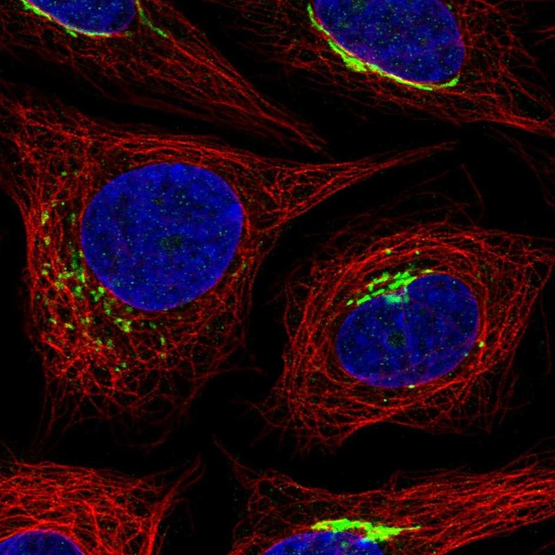Atlas Antibodies Anti-MANEAL Antibody