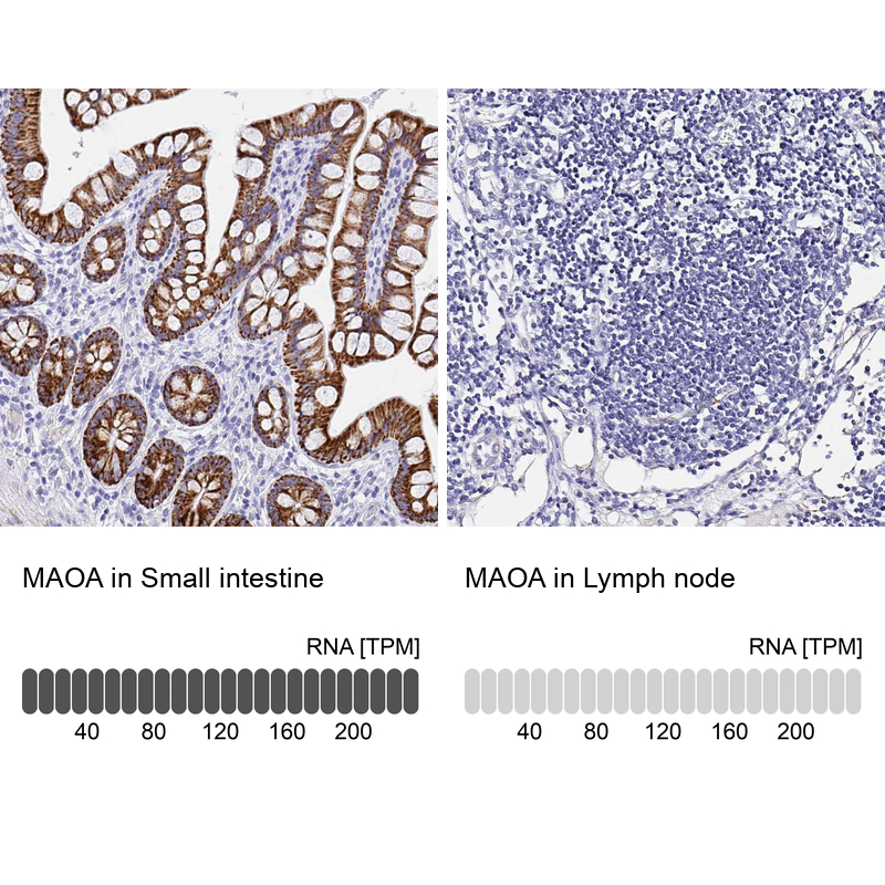 Atlas Antibodies Anti-MAOA Antibody