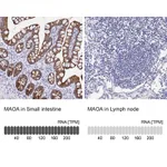 Atlas Antibodies Anti-MAOA Antibody