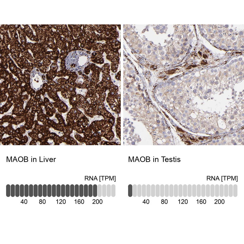 Atlas Antibodies Anti-MAOB Antibody