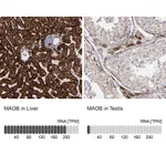 Atlas Antibodies Anti-MAOB Antibody