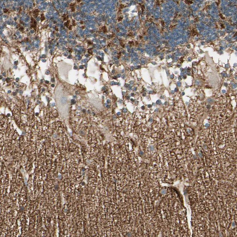 Atlas Antibodies Anti-MANSC1 Antibody
