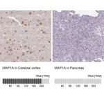 Atlas Antibodies Anti-MAP1A Antibody
