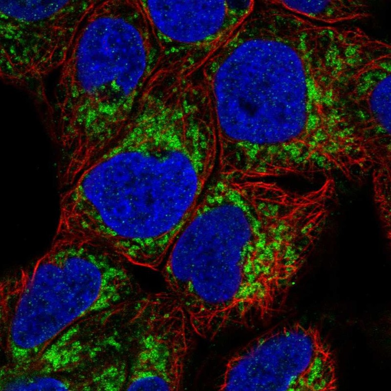 Atlas Antibodies Anti-MAOA Antibody