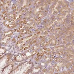 Atlas Antibodies Anti-MAP10 Antibody