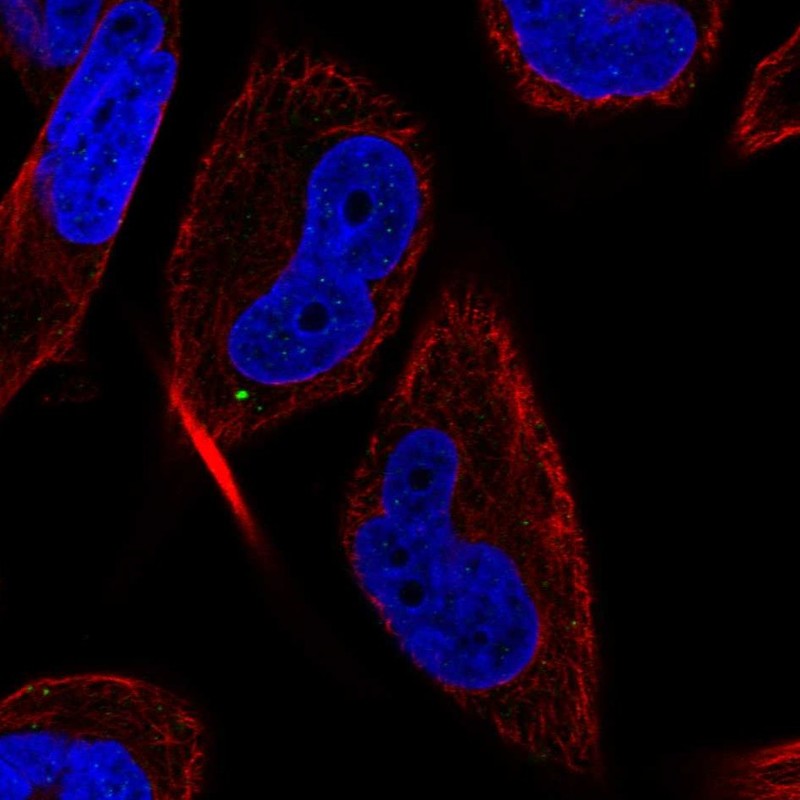 Atlas Antibodies Anti-MAP1LC3C Antibody