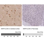 Atlas Antibodies Anti-MAP1LC3A Antibody