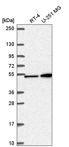 Atlas Antibodies Anti-MAP2K4 Antibody