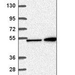 Atlas Antibodies Anti-MAP2K4 Antibody