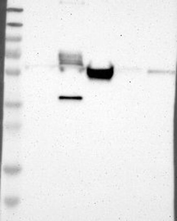 Atlas Antibodies Anti-MAP2 Antibody