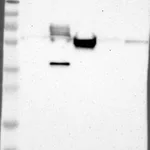 Atlas Antibodies Anti-MAP2 Antibody