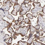 Atlas Antibodies Anti-MAP2K7 Antibody