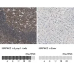 Atlas Antibodies Anti-MAP4K2 Antibody