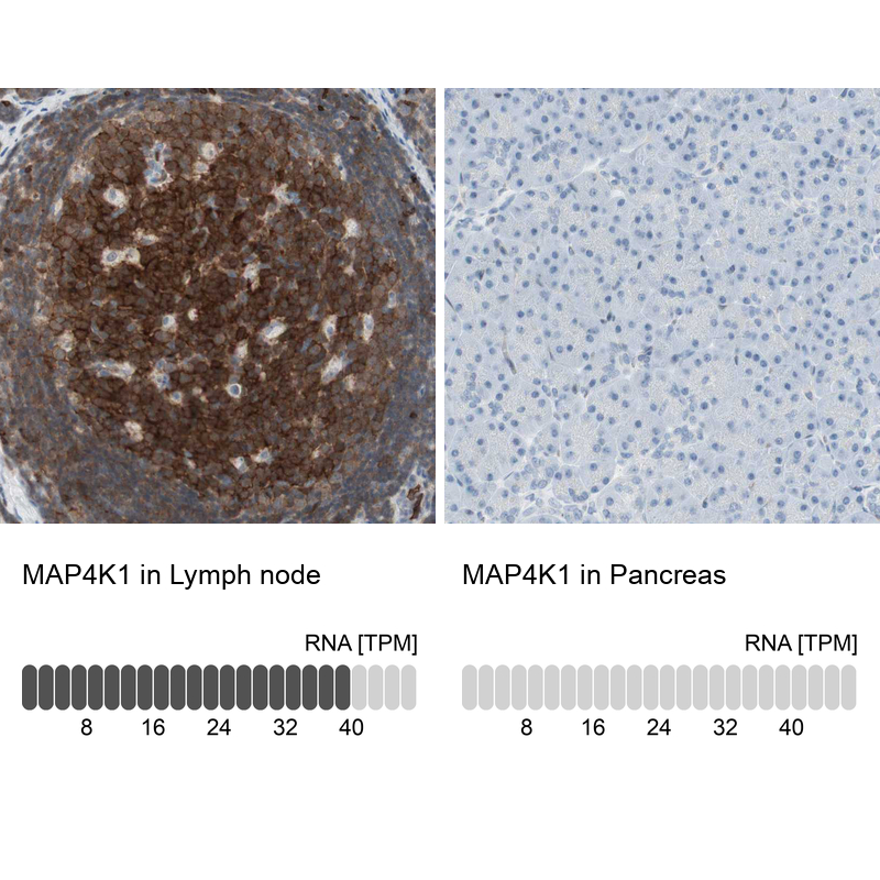 Atlas Antibodies Anti-MAP4K1 Antibody