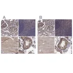 Atlas Antibodies Anti-MAP4 Antibody