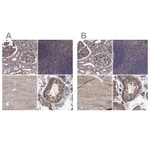 Atlas Antibodies Anti-MAP4 Antibody