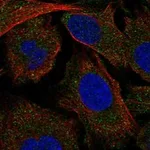 Atlas Antibodies Anti-MAP4K5 Antibody