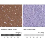 Atlas Antibodies Anti-MAP6 Antibody