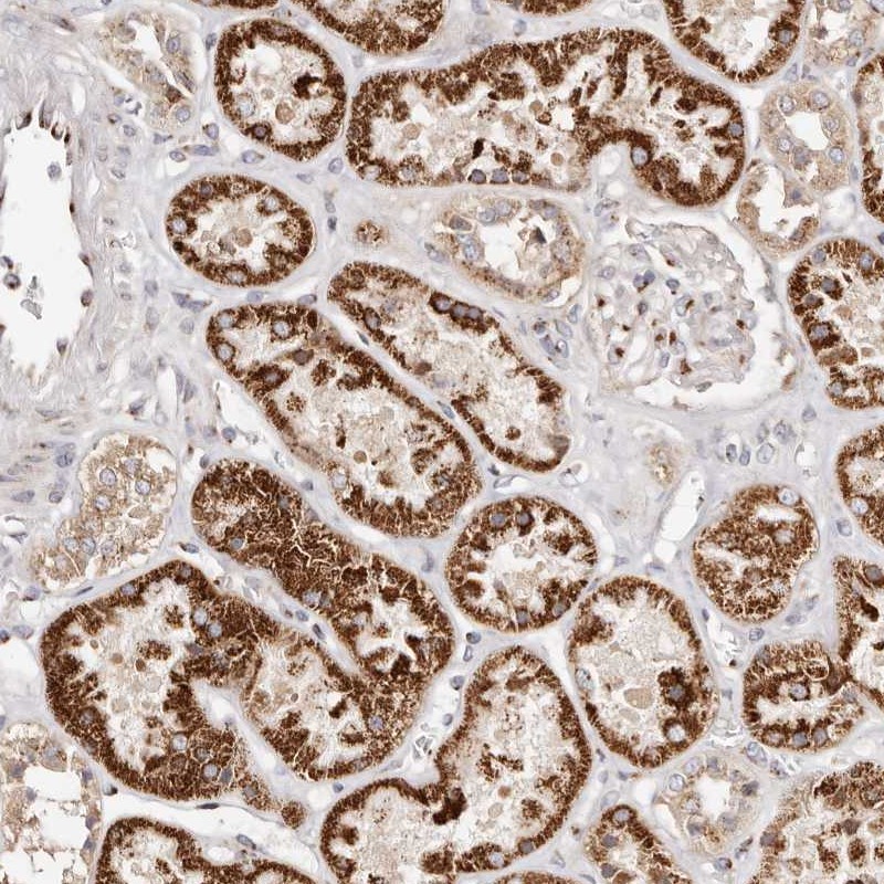 Atlas Antibodies Anti-MAPK6 Antibody