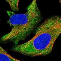 Atlas Antibodies Anti-MAPK6 Antibody