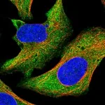 Atlas Antibodies Anti-MAPK6 Antibody