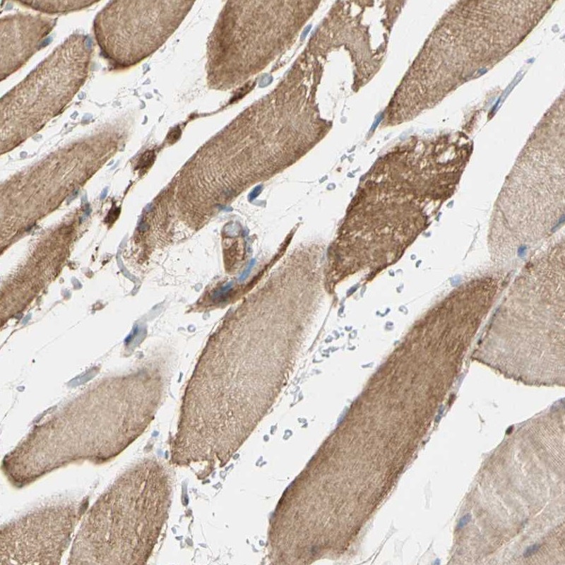 Atlas Antibodies Anti-MAPK3 Antibody