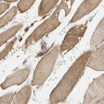 Atlas Antibodies Anti-MAPK3 Antibody