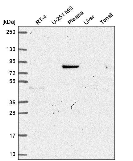 Atlas Antibodies Anti-MAPK8IP1 Antibody
