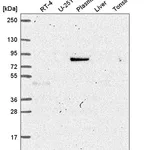 Atlas Antibodies Anti-MAPK8IP1 Antibody