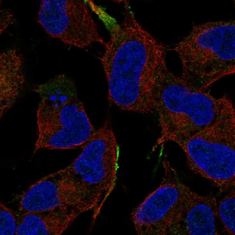 Atlas Antibodies Anti-MAPK8IP1 Antibody