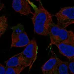 Atlas Antibodies Anti-MAPK8IP1 Antibody