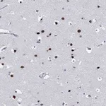 Atlas Antibodies Anti-MAPK8IP1 Antibody