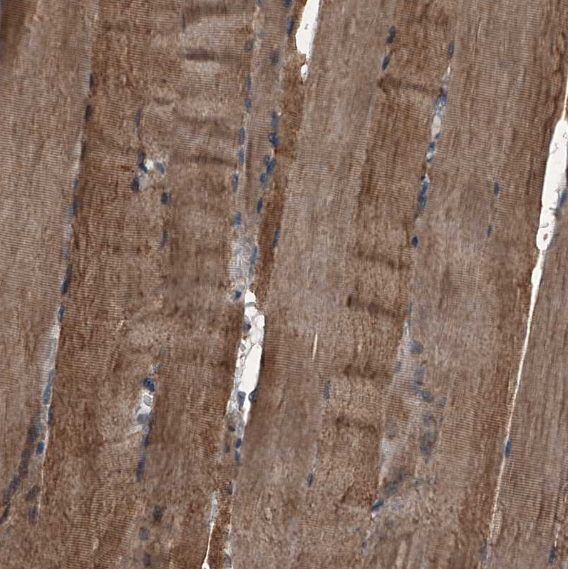 Atlas Antibodies Anti-MAPKAP1 Antibody
