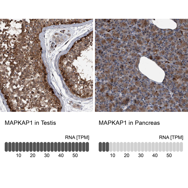 Atlas Antibodies Anti-MAPKAP1 Antibody