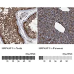 Atlas Antibodies Anti-MAPKAP1 Antibody