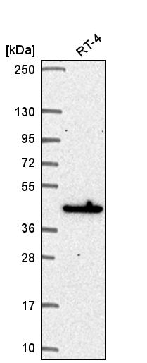 Atlas Antibodies Anti-MAPKAPK3 Antibody