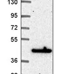 Atlas Antibodies Anti-MAPKAPK3 Antibody