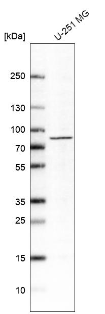 Atlas Antibodies Anti-MAPT Antibody