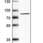 Atlas Antibodies Anti-MAPT Antibody