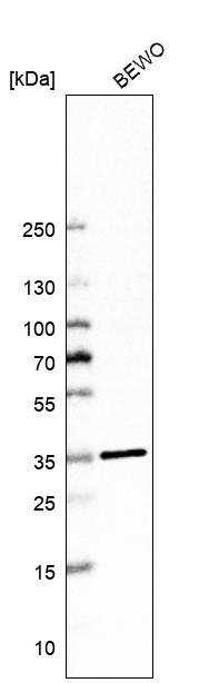 Atlas Antibodies Anti-MARC1 Antibody