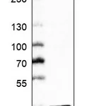 Atlas Antibodies Anti-MARC1 Antibody