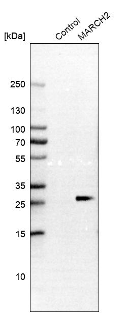 Atlas Antibodies Anti-MARCH2 Antibody