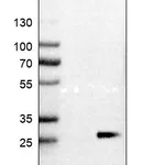 Atlas Antibodies Anti-MARCH2 Antibody