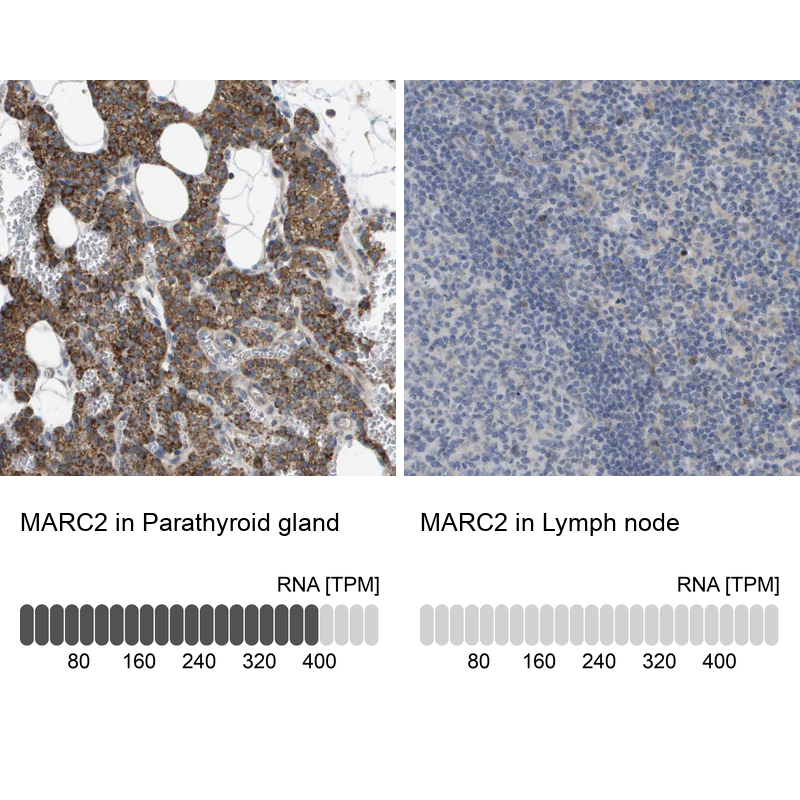 Atlas Antibodies Anti-MARC2 Antibody
