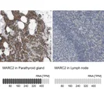 Atlas Antibodies Anti-MARC2 Antibody
